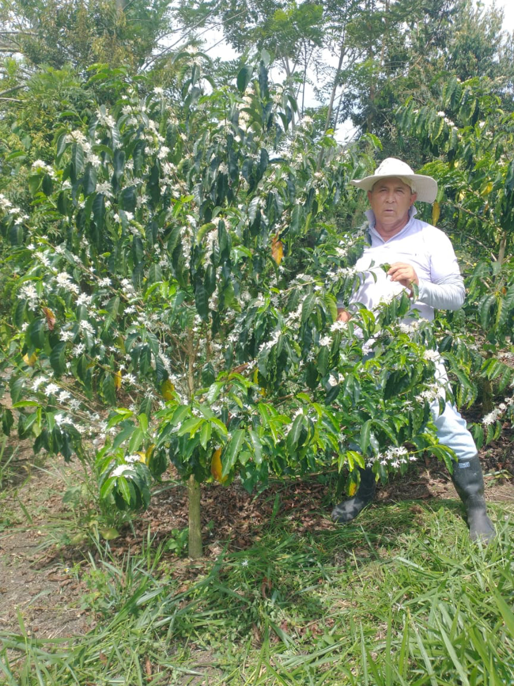 COLOMBIA LUIS CASTRO PINK BOURBON
