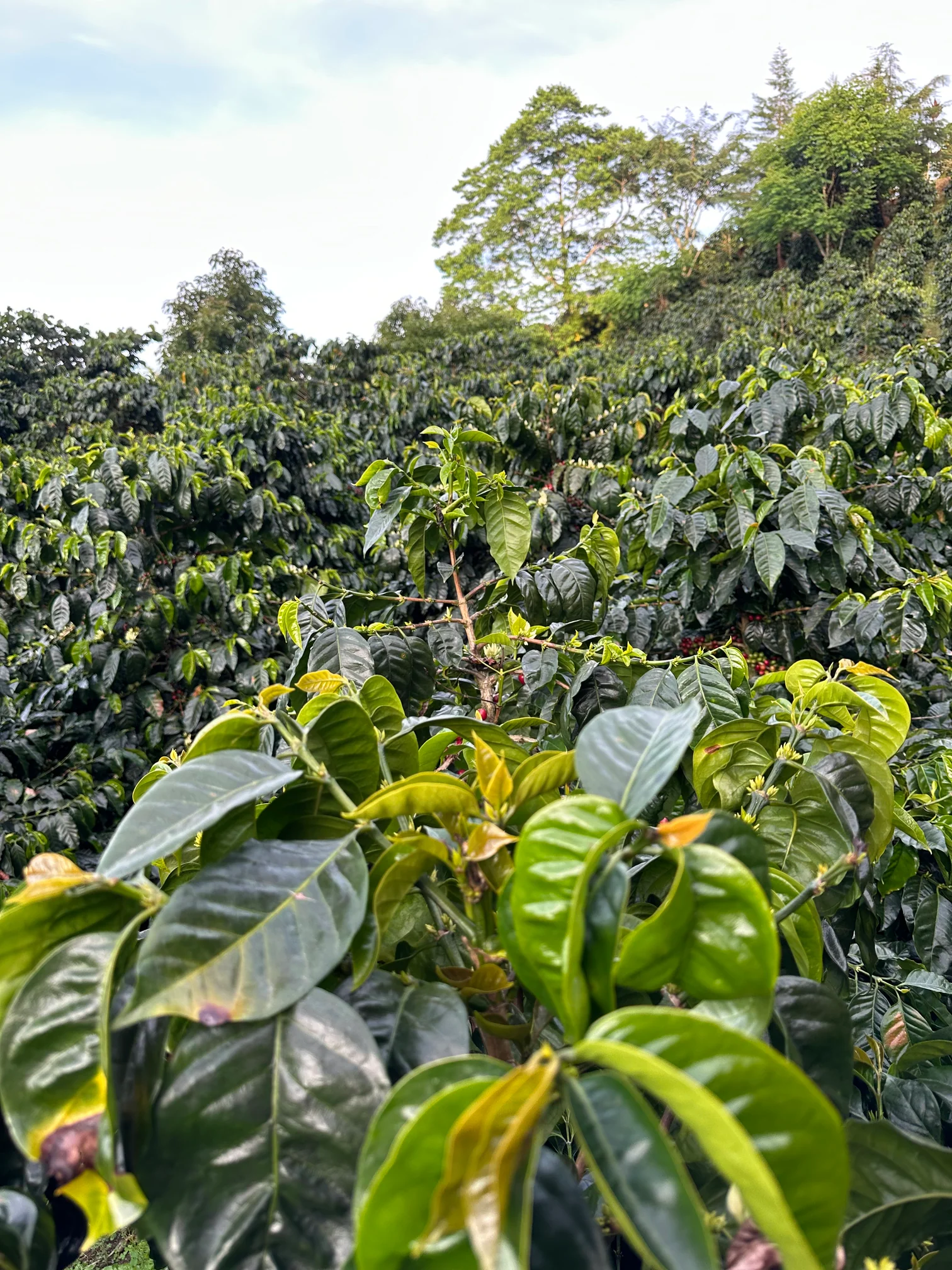 Wholesale